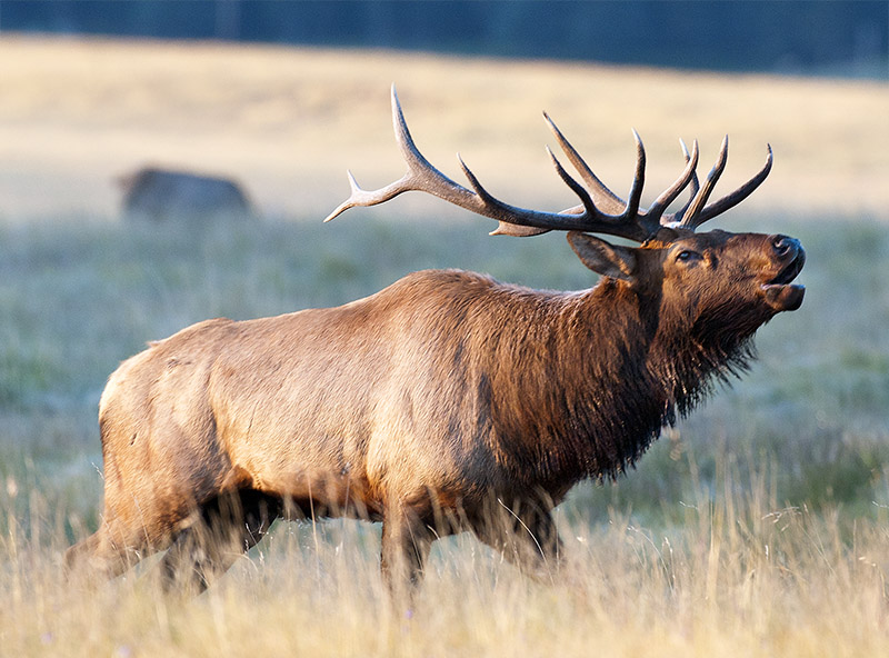 Sounds of elk bugles fill the air every fall at Valles Caldera National Preserve in northern New Mexico.