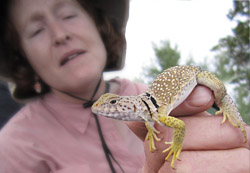 Participant handles lizard during a Conservation Education class from New Mexico Game and Fish