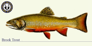 Brook Trout Cold Water Fish Illustration - New Mexico Game & Fish 