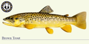 Brown Trout Cold Water Fish Illustration - New Mexico Game & Fish 