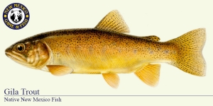Gila Trout Cold Water Fish Illustration - New Mexico Game & Fish 