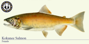Kokanee Salmon (Female) Cold Water Fish Illustration - New Mexico Game & Fish 