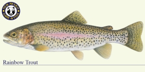Rainbow Trout Cold Water Fish Illustration - New Mexico Game & Fish 