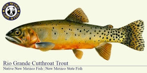 Rio Grande Cutthroat Trout Cold Water Fish Illustration - New Mexico Game & Fish 