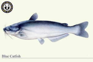Blue Catfish, Warm Water Fish Illustration - New Mexico Game & Fish