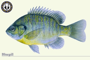 Bluegill, Warm Water Fish Illustration - New Mexico Game & Fish