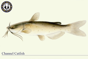 Channel Catfish, Warm Water Fish Illustration - New Mexico Game & Fish
