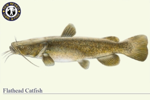 Flathead Catfish, Warm Water Fish Illustration - New Mexico Game & Fish