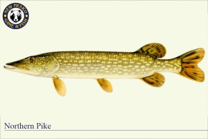 Northern Pike, Warm Water Fish Illustration - New Mexico Game & Fish