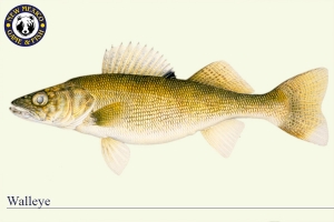 Walleye, Warm Water Fish Illustration - New Mexico Game & Fish