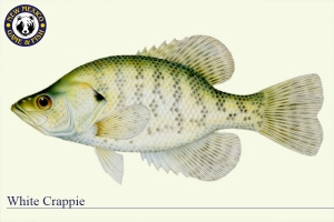 White Crappie, Warm Water Fish Illustration - New Mexico Game & Fish
