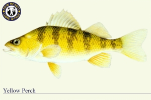 Yellow Perch, Warm Water Fish Illustration - New Mexico Game & Fish