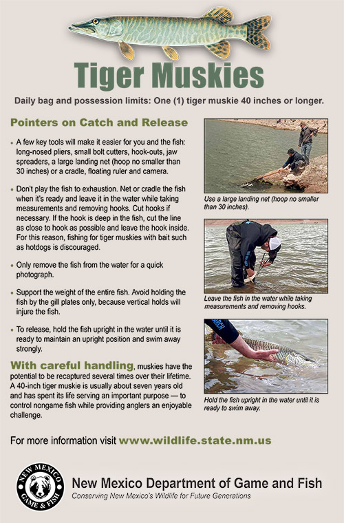 Tiger Muskies - Pointers on Catch and Release, 11x17 Poster (PDF)