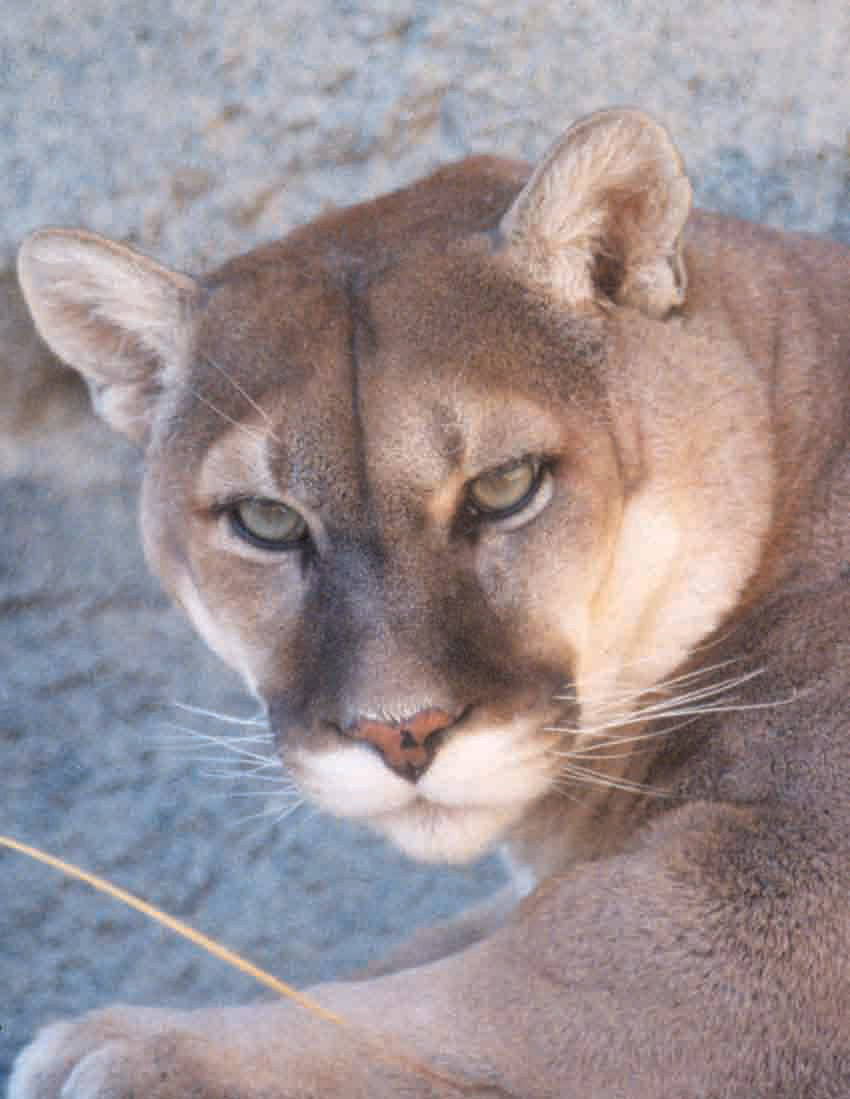 New Mexico - cougar, mountain lion, or puma photo
