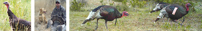 hunting-species-turkey-banner-small