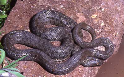 Narrow-headed Gartersnake and New Mexico Game & Fish conservation of amphibians and reptiles