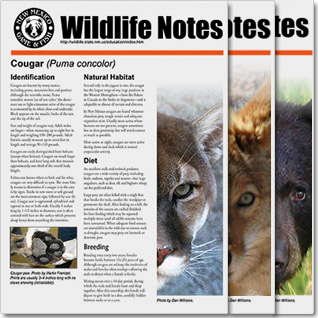 Wildlife Notes - Educational PDF presentations on various wildlife species - New Mexico Game & Fish