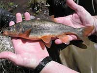 Headwater Chub and fish conservation - New Mexico Game and Fish