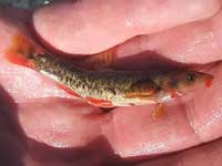 Loach Minnow and fish conservation - New Mexico Game and Fish