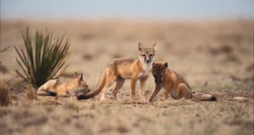 Desert Foxes- Conservation page New Mexico Game & Fish