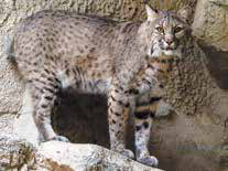 New Mexico furbearer protected species, the Bobcat.