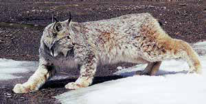 Lynx in snow, side-view photograph.