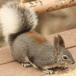 Abert's squirrel, New Mexico hunting, upland game - photo by J.N.Stuart (NM Department of Game and Fish)