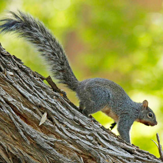 Arizona gray squirrel in tree, New Mexico hunting, upland game - photo by M.L. Watson (NM Department of Game and Fish)