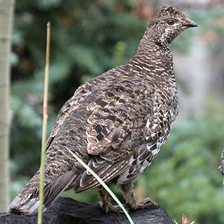 Dusky grouse New Mexico hunting upland game bird- photo by M.L. Watson (NM Department of Game and Fish)