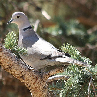 Eurasian collared-dove New Mexico hunting upland game bird- photo by J.N. Stuart (NM Department of Game and Fish)