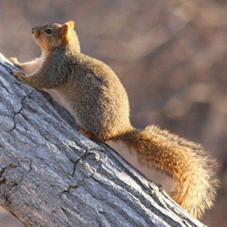 Fox squirrel in tree, New Mexico hunting, upland game - photo by J.N.Stuart (NM Department of Game and Fish)