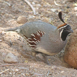 Gambel's quail New Mexico hunting upland game bird - photo by J.N. Stuart (NM Department of Game and Fish)