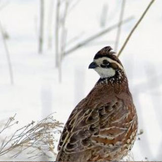 Northern bobwhite quail New Mexico hunting upland game bird - photo by Kansas Department of Wildlife and Parks