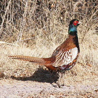 Pheasant New Mexico hunting upland game bird - photo by J.N. Stuart (NM Department of Game and Fish)