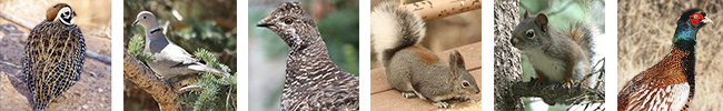 Upland Game: Species include dusky (blue) grouse, Eurasian collared-dove, quail (bobwhite, Gambel’s, Montezuma, and scaled), pheasant and squirrel (Abert’s, red, gray and fox). Photos by M. L. Watson and J.N. Stuart (New Mexico Department of Game and Fish)
