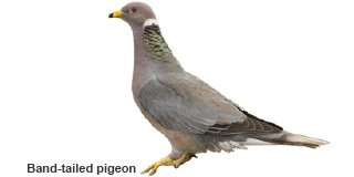 Band-tailed pigeon (New Mexico Department of Game and Fish)