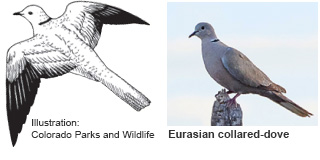 Eurasian collared-dove identification illustration (CO Parks & Wildlife) and photo (New Mexico Department of Game and Fish)