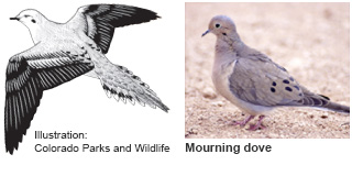Mourning dove identification illustration (CO Parks & Wildlife) and photo (New Mexico Department of Game and Fish)