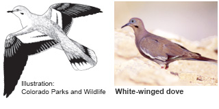 White-winged dove identification illustration (CO Parks & Wildlife) and photo (New Mexico Department of Game and Fish)