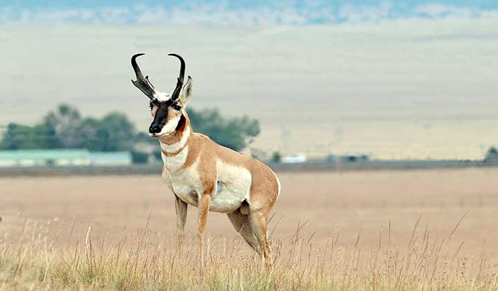NMDGF uses the A-PLUS Program to manage pronghorn antelope hunts on New Mexico private lands..
