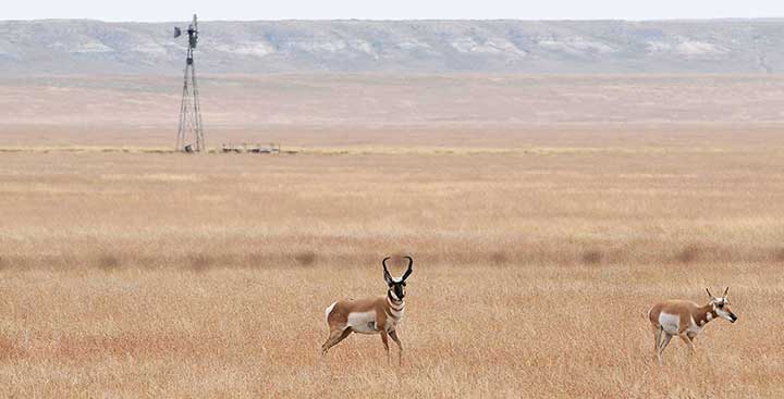 Hunters can use pronghorn antelope authorization certificates to buy private-land pronghorn antelope licenses in New Mexico.