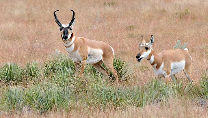 NMDGF uses the A-PLUS program to manage pronghorn antelope hunts on New Mexico private lands.