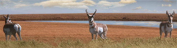 A-PLUS: Antelope Private Lands Use System (New Mexico Game and Fish) recognizes the contributions of landowners to pronghorn antelope management and offers sport hunting opportunities.