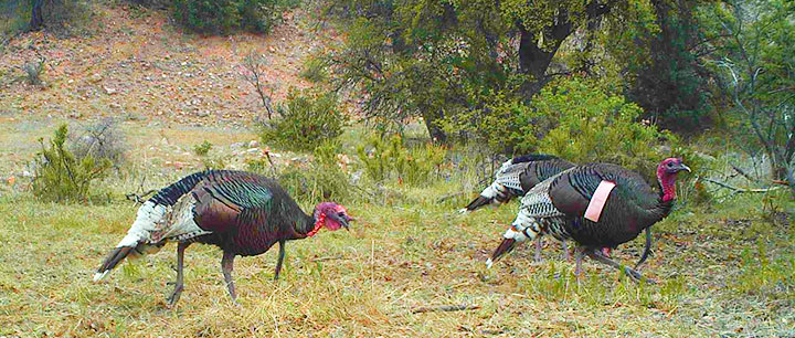 Gould's wild turkey hunting in New Mexico. (Photo by Ted Jaycox) 