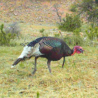 Gould's wild turkey hunting in New Mexico, turkey profile view (Photo by Ted Jaycox)