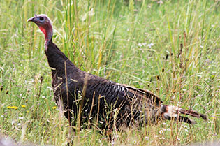 Merriam's wild turkey hunting (Photo by JN Stuart) New Mexico Department of Game and Fish