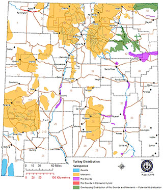 Distribution map of New Mexico sub-species of wild turkey: Merriam’s, Rio Grande, and Gould’s. (NM Department of Game and Fish)