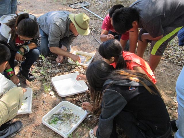 Cochiti Middle School students sorting macro-invertebrate samples. Share with Wildlife, New Mexico