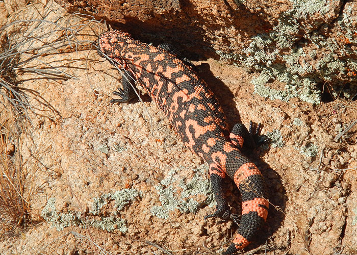 Share with Wildlife, New Mexico – Project Highlight: Gila Monsters – Enough Said!