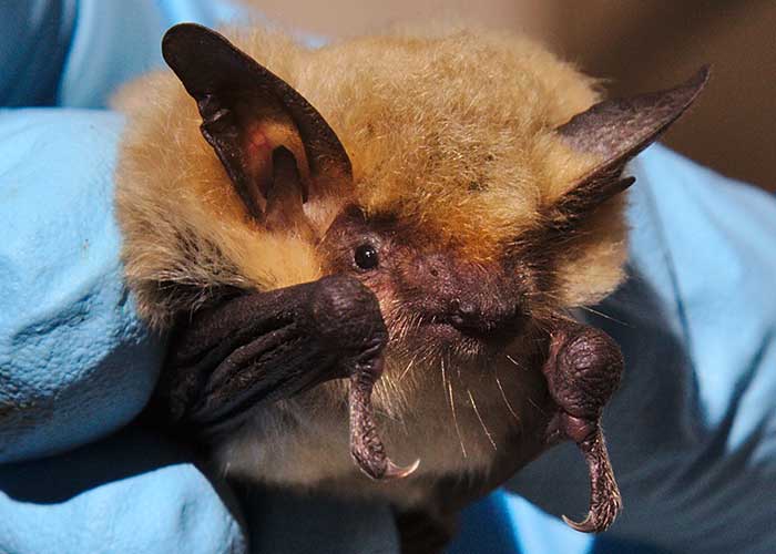 Share with Wildlife – Project Highlight: Getting Proactive about White-nose Syndrome